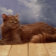 Chantilly-Tiffany: description of the breed, nature and rules of care