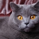 How old do British cats and cats live?