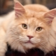 How old do Maine Coons live and how to extend their lifespan?