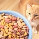 How much dry food should you give your cat?