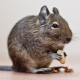 How long do degus live and what does it depend on?