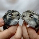 How long do Dzungarian hamsters live?