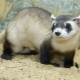 How long do ferrets live?