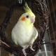 How long do cockatiels live?