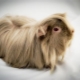 How long do guinea pigs live?