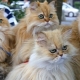 How long do Persian cats live?