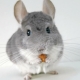 How long do chinchillas live?