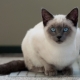 How long do Siamese cats live and what does it depend on?