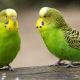 How long do budgerigars live?