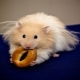 Keeping a Syrian hamster at home