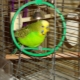 The content of budgies