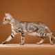 Sokoke: a description of the breed of cats, features of the content and the choice of a nickname