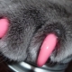 Tips for choosing and instructions for the use of anti-scratch for cats