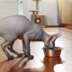 Tips for choosing food for Sphynx cats