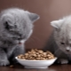 Premium dry food for kittens