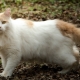 Turkish van: description of the breed of cats, maintenance and breeding
