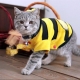 Types, selection and use of blankets for cats and cats