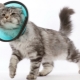 Collar for a cat: features, selection, manufacture and application
