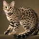 Everything you need to know about allergic cats