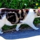 Everything you need to know about Manx cats