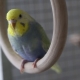 Everything you need to know about rainbow budgerigars