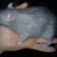 Tout sur les rats bleus