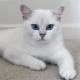 All about cats and cats of the Kobe breed