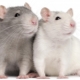 All About Dumbo Rats