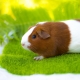 All about guinea pigs: what do they look like, where do they live and how to keep them?
