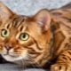 All about marbled Bengal cats
