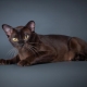 All about the European Burmese cat breed