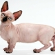 All about the breed of cats minskin