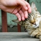 All about the upbringing and re-education of cats