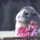 Choosing a name for a girl guinea pig