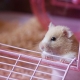 Choosing a filler for hamsters
