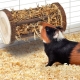 Choosing hay and hay for guinea pigs