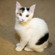 Japanese cats: characteristics, choice and rules of care