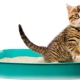 Japanese Cat Litter Fillers