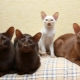 Javanese cat: what does it look like and how to care for it?
