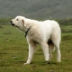 Akbash: features, advantages and disadvantages, temperament and care basics
