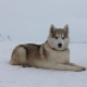 Alaskan husky: breed features and breeding