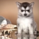 Alaskan Klee-Kai: breed description and cultivation
