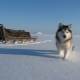 Alaskan Malamute: features of the breed, character and content