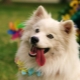American Eskimo Spitz: characteristics and subtleties of the content