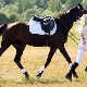 Horse harness: a list of necessary accessories