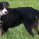 English Shepherd: breed characteristics and rearing