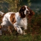 English Springer Spaniel: breed characteristics and breeding