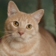 Asian tabby: description of the breed of cats and rules of maintenance