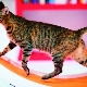 Treadmills for cats: selection and training