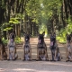 Belgian shepherd dogs: features, types and content